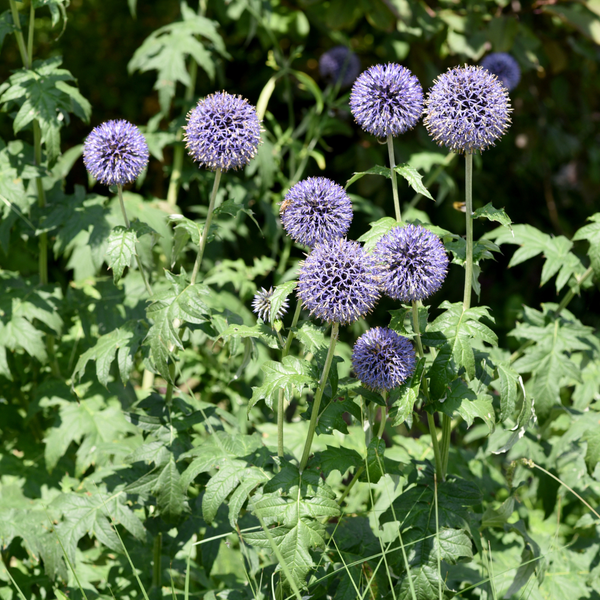 Kugeldistel – Echinops ritro – Ansicht 7