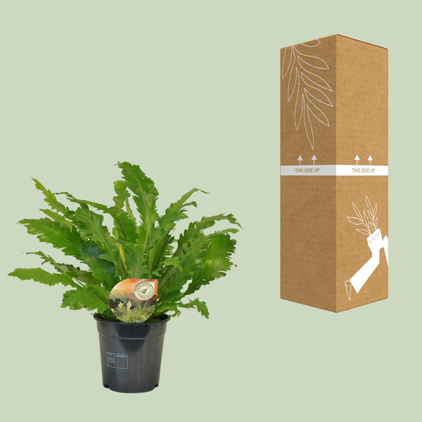 Nestfarn ‚Campio' – Asplenium nidus – Ansicht 3