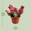 Schlauchpflanze ‚Maroon' – Sarracenia – Ansicht 7