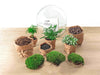 Flaschengarten-Set „Dome XL" – DIY-Terrarium im Kugelglas – Ansicht 4