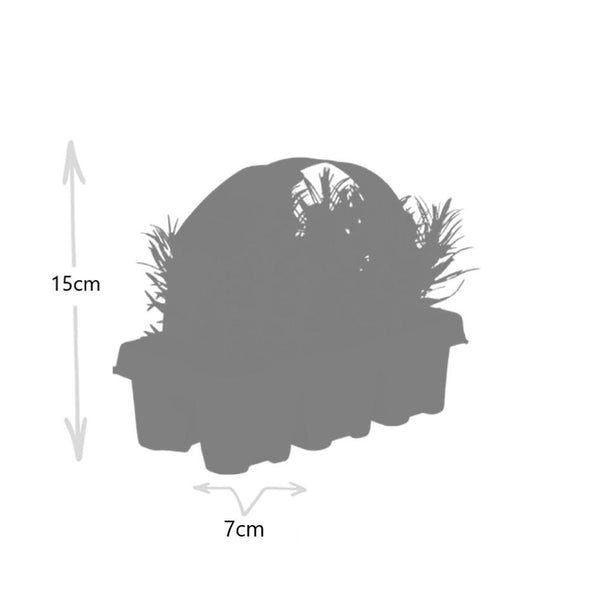 Lavendel – Lavandula angustifolia – Ansicht 4