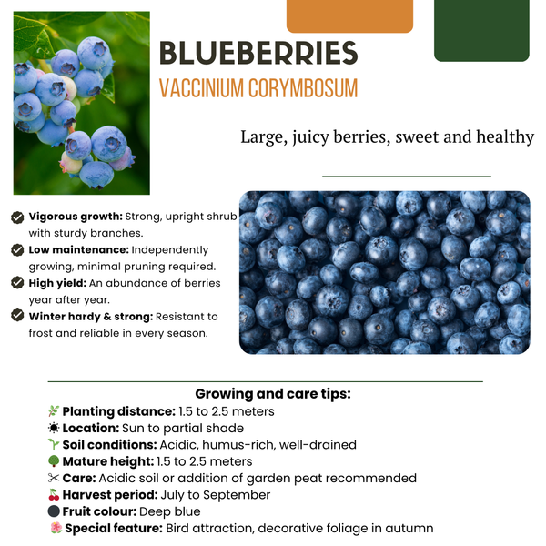 Obstpflanzen-Set „Sommerfrüchte" – 4 verschiedene BIO-Obstpflanzen – Ansicht 4