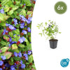 Hornnarbe – Ceratostigma plumbaginoides – 6 Stück