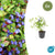 Hornnarbe – Ceratostigma plumbaginoides – 6 Stück