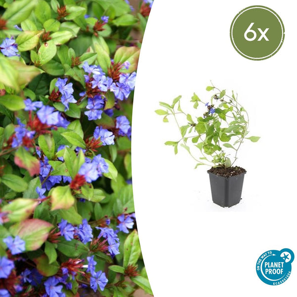 Hornnarbe – Ceratostigma plumbaginoides – 6 Stück