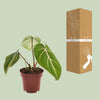 Baumfreund ‚Atom' – Philodendron selloum – Ansicht 3