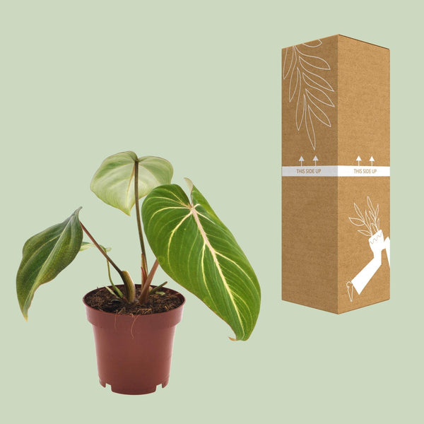 Baumfreund ‚Atom' – Philodendron selloum – Ansicht 3