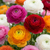 Ranunkel ‚Mix' – Ranunculus asiaticus