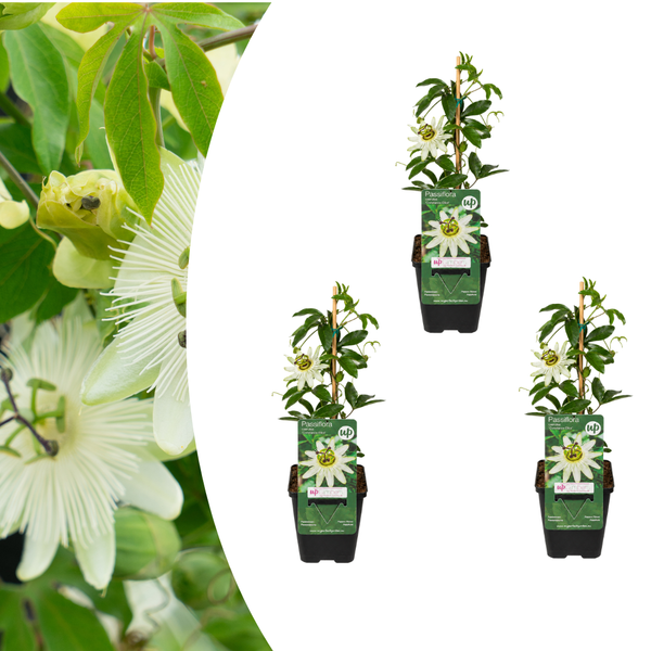 Passionsblume ‚Constance Elliott' – Passiflora caerulea