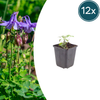 Akelei – Aquilegia vulgaris