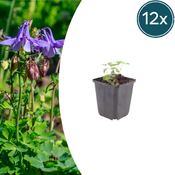 Akelei – Aquilegia vulgaris