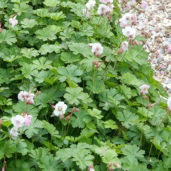 Storchschnabel – Geranium – Ansicht 6