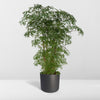 Fiederaralie – Polyscias fruticosa – Ansicht 8