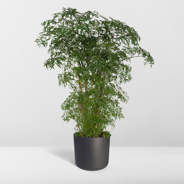 Fiederaralie – Polyscias fruticosa – Ansicht 8