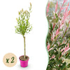 Harlekinweide ‚Flamingo' – Salix integra