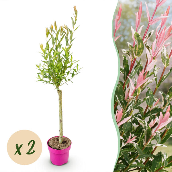 Harlekinweide ‚Flamingo' – Salix integra