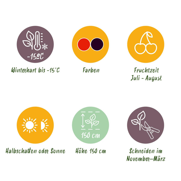 Obst-Set „Beerenmix" – Johannisbeere, Himbeere, Brombeere – Ansicht 6