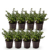 Japanische Stechpalme ‚Stokes' – Ilex crenata – Ansicht 2