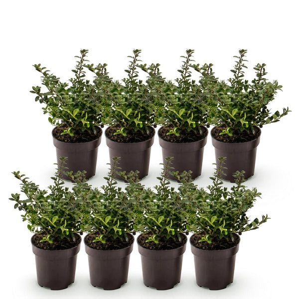 Japanische Stechpalme ‚Stokes' – Ilex crenata – Ansicht 2