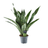 Bogenhanf ‚Dragon' – Sansevieria aubrytiana