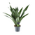 Bogenhanf ‚Dragon' – Sansevieria aubrytiana