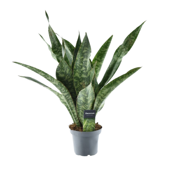 Bogenhanf ‚Dragon' – Sansevieria aubrytiana