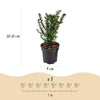 Eibe – Taxus baccata – Ansicht 4