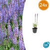 Steppensalbei ‚Caradonna' – Salvia nemorosa