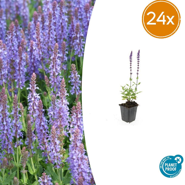Steppensalbei ‚Caradonna' – Salvia nemorosa
