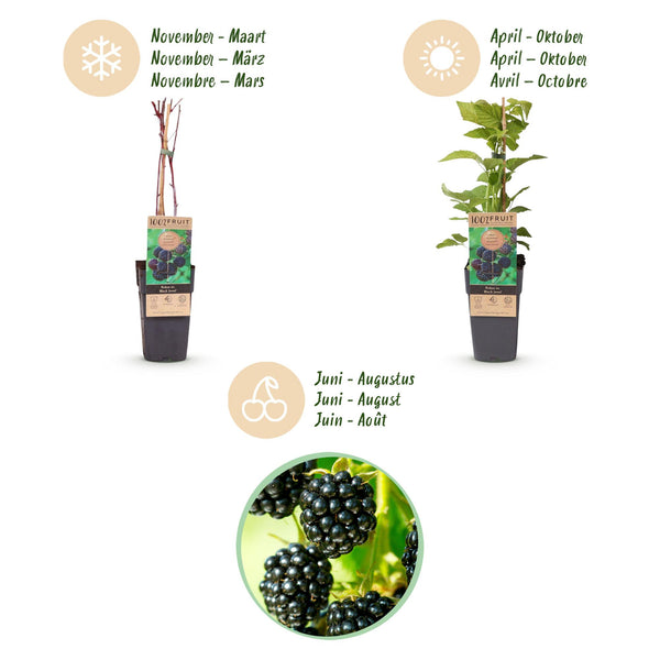 Schwarze Himbeere ‚Black Jewel' – Rubus occidentalis – Ansicht 4