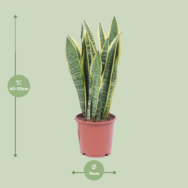 Bogenhanf ‚Laurentii' – Sansevieria trifasciata – Ansicht 2