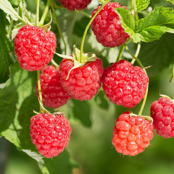 Himbeere ‚Malling Promise' – Rubus idaeus – Ansicht 4