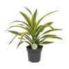 Drachenbaum ‚Lemon Lime' – Dracaena fragrans