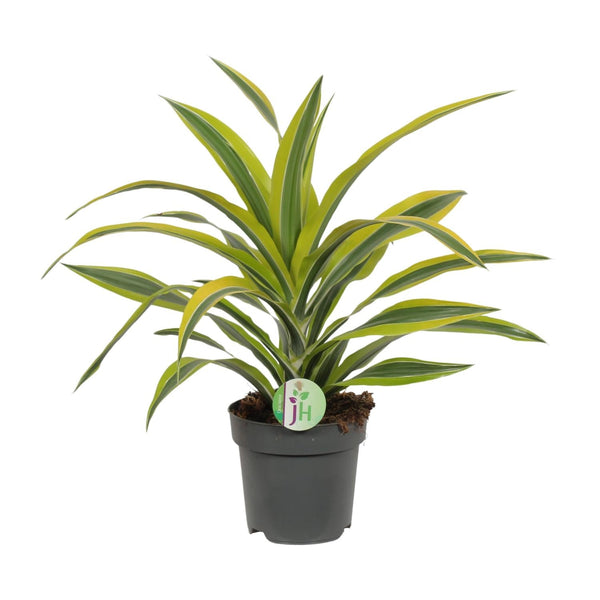 Drachenbaum ‚Lemon Lime' – Dracaena fragrans