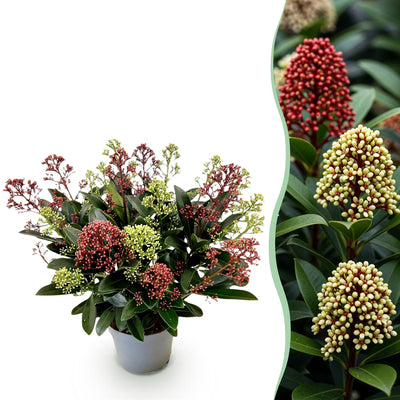 Skimmie ‚Festival' – Skimmia japonica