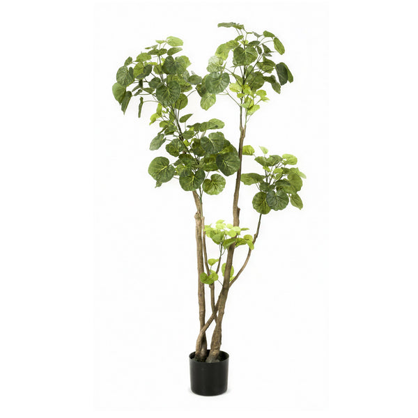 Kunstpflanze Aralie (Polyscias) – Ansicht 2