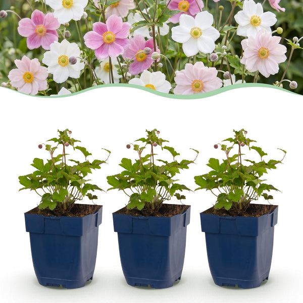 Herbst-Anemone Tricolour – Anemone hupehensis – 6 Stück