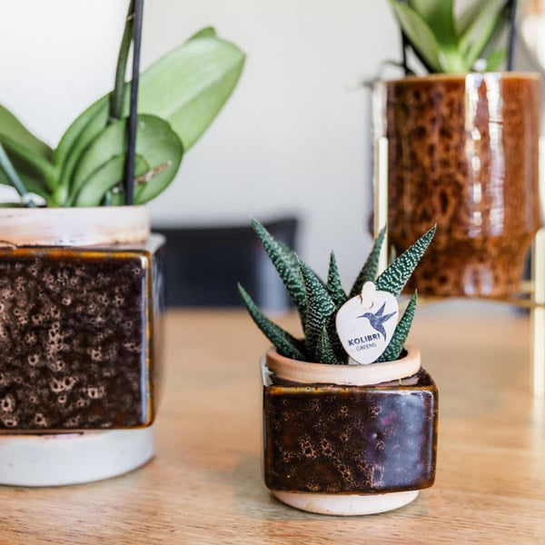 Haworthia ‚Royal Highness' – Ansicht 6