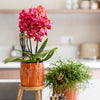 Schmetterlingsorchidee ‚Blossom Congo' – Phalaenopsis – Ansicht 14