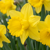 Gelbe Narzisse – Narcissus