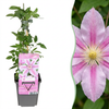 Waldrebe ‚Nelly Moser' – Clematis – 2 Stück