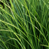 Rutenhirse ‚Northwind' – Panicum virgatum – Ansicht 3