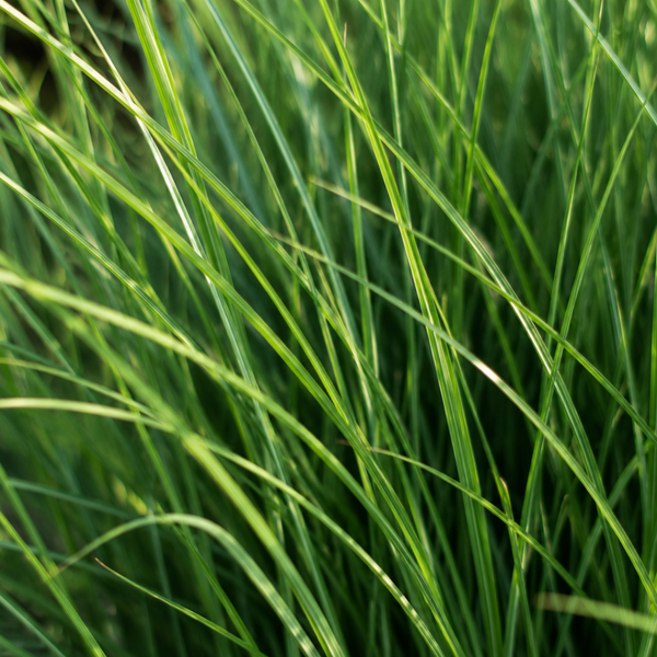Rutenhirse ‚Northwind' – Panicum virgatum – Ansicht 3