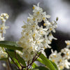Zierliche Deutzie – Deutzia gracilis – Ansicht 4