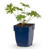 Storchschnabel ‚Johnson's Blue' – Geranium