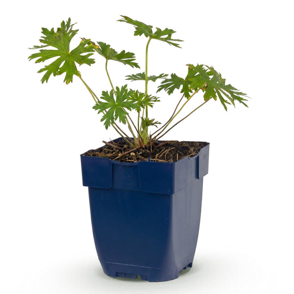 Storchschnabel ‚Johnson's Blue' – Geranium