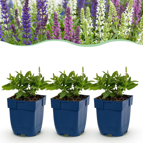 Salbei – Salvia