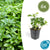 Dickmännchen ‚Green Carpet' – Pachysandra terminalis – 6 Stück