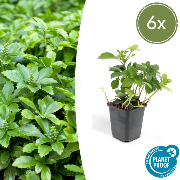 Dickmännchen ‚Green Carpet' – Pachysandra terminalis – 6 Stück
