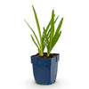 Schmucklilie – Agapanthus africanus – Ansicht 2
